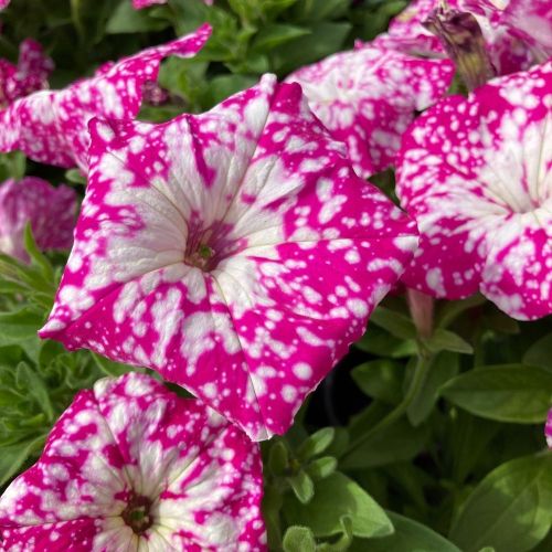 Petunia Baby Doll