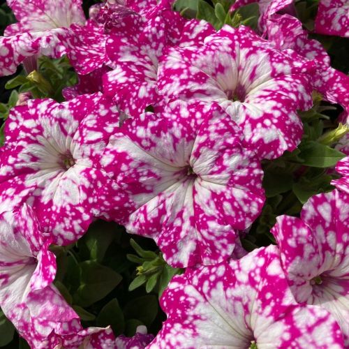 Petunia Baby Doll