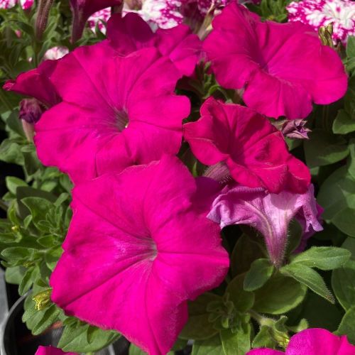 Petunia Surfinia Hot Pink
