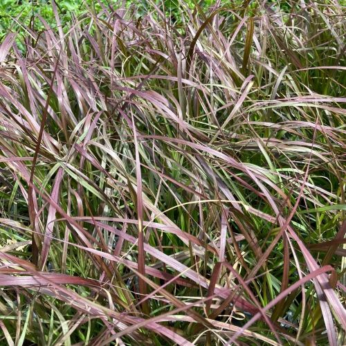 Pennisetum Rubrum Herbe Aux Écouvillons Pourpres
