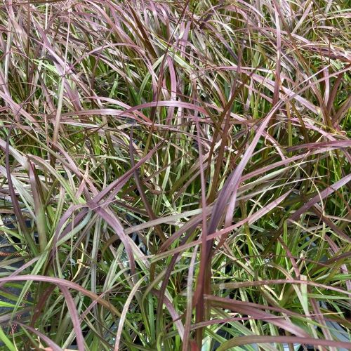 Pennisetum Rubrum Herbe Aux Écouvillons Pourpres