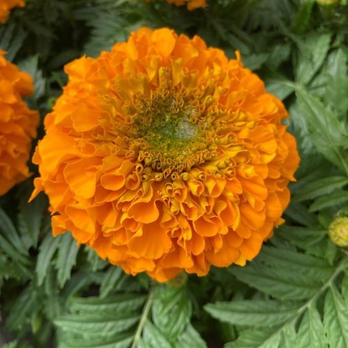 Rose d'Inde Antigua Orange