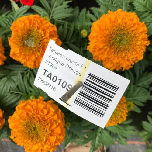 Rose d'Inde Antigua Orange