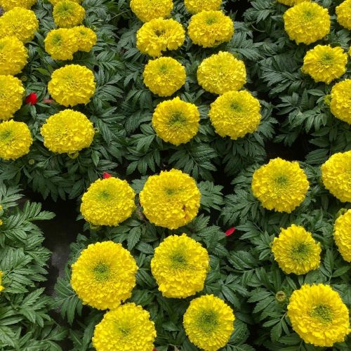 Rose d'Inde Perfection Yellow