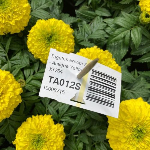 Rose d'Inde Perfection Yellow