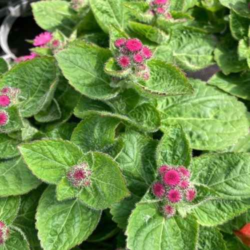 Ageratum Aguilera Purple