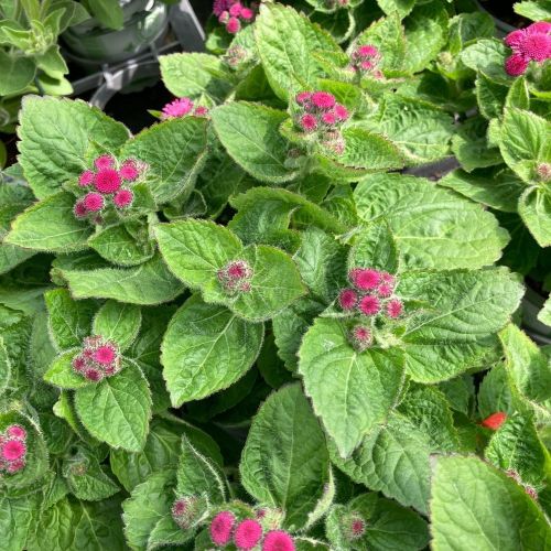 Ageratum Aguilera Purple