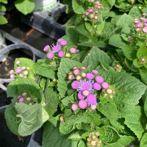Ageratum Aguilera Blue