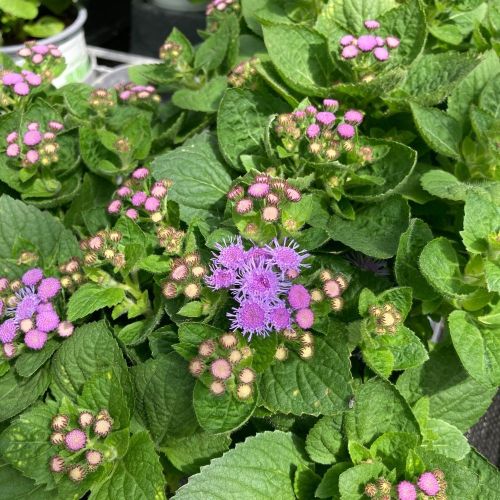 Ageratum Aguilera Blue