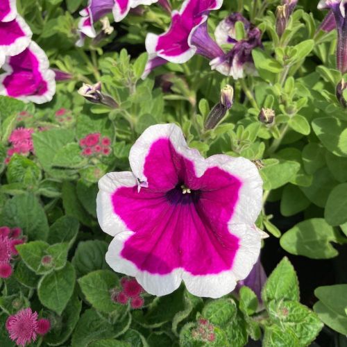 Petunia Droit Hybrida Sanguna Purple Picotee