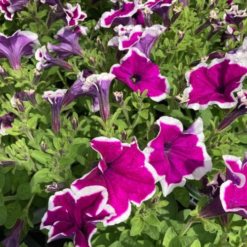 Petunia Droit Hybrida Sanguna Purple Picotee