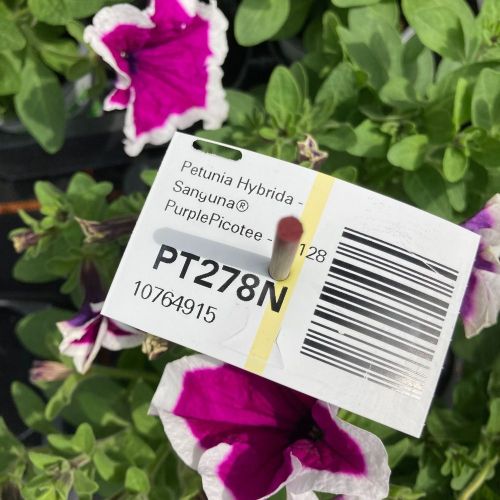 Petunia Droit Hybrida Sanguna Purple Picotee