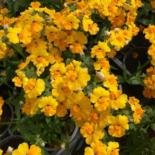 Nemesia Retombant Sunsatia Pomelo