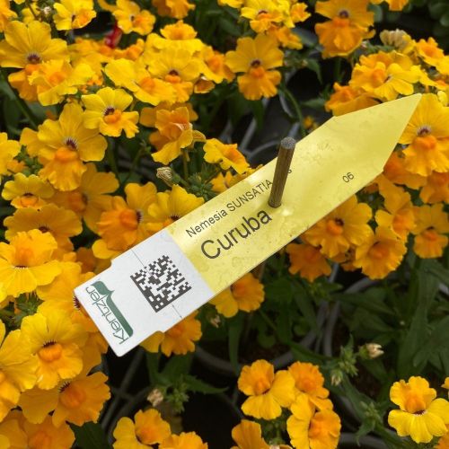 Nemesia Retombant Sunsatia Pomelo