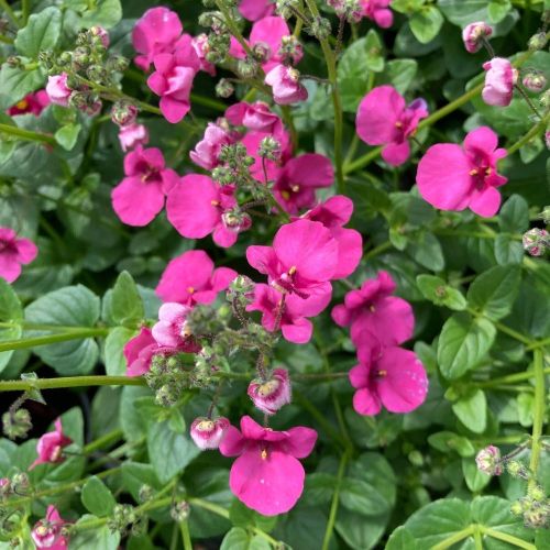 Diascia Barberae Flying Colors Dala Rose