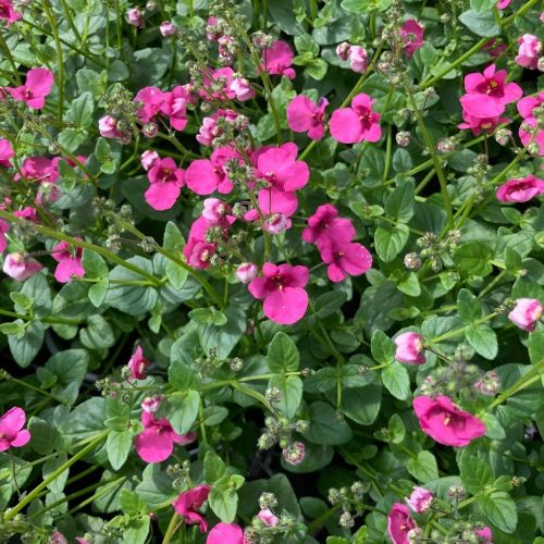 Diascia Barberae Flying Colors Dala Rose