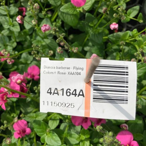 Diascia Barberae Flying Colors Dala Rose