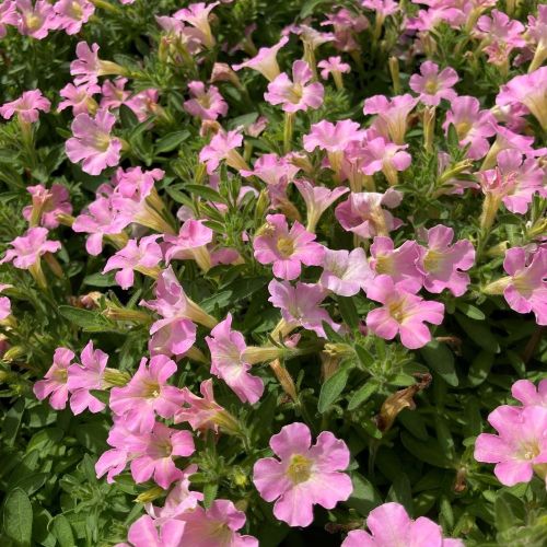 Petunia Retombant Itsy Light Pink