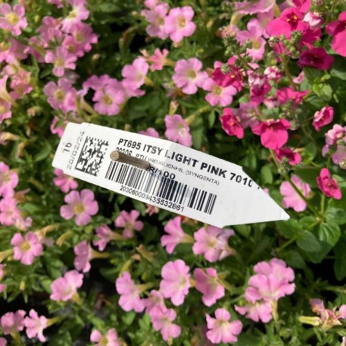 Petunia Retombant Itsy Light Pink
