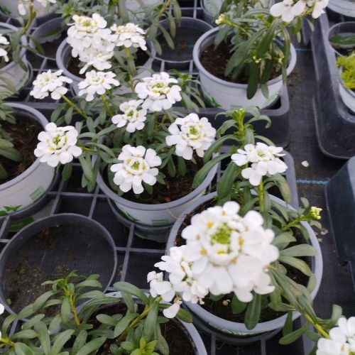 Iberis Sempervirens Snow Cone