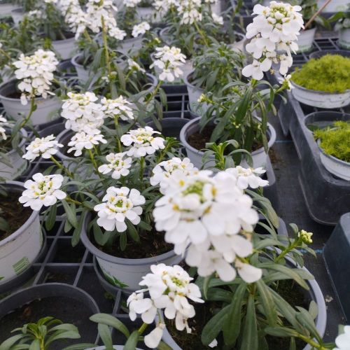 Iberis Sempervirens Snow Cone
