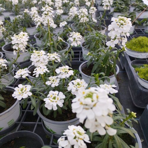 Iberis Sempervirens Snow Cone