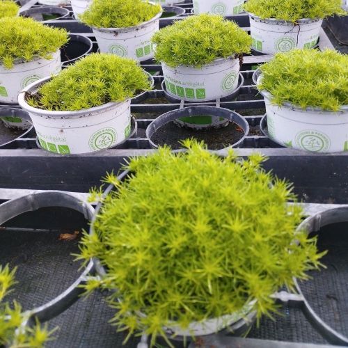 Sagine Subulata Irish Moss
