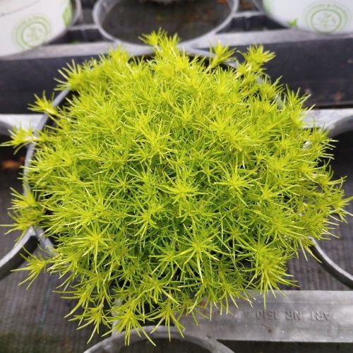 Sagine Subulata Irish Moss