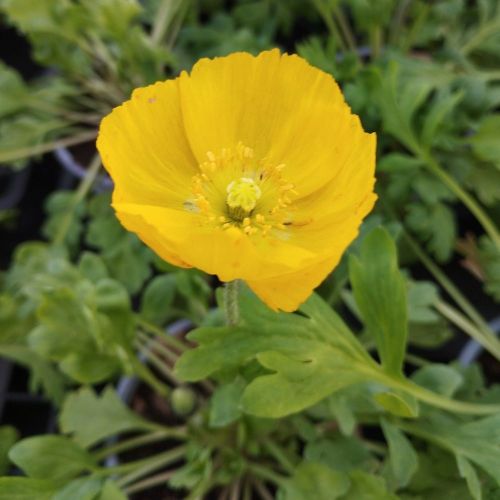 Papaver Nudicaule Jaune