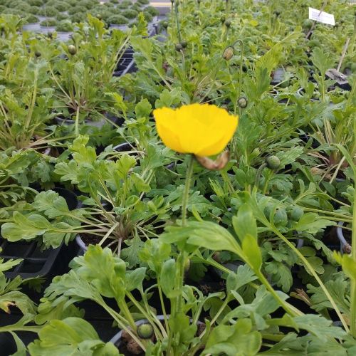 Papaver Nudicaule Jaune
