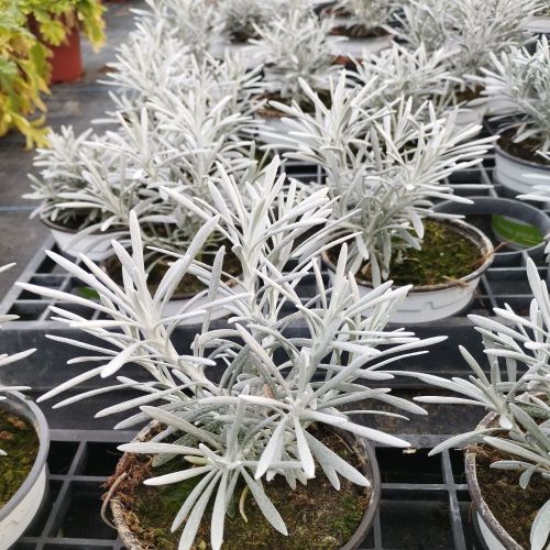 Helichrysum Weisses Wunder