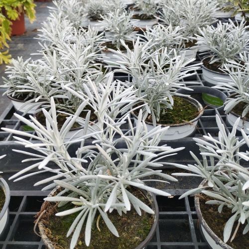 Helichrysum Weisses Wunder