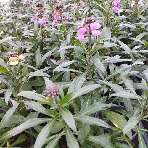 Giroflée Erysimum Poem Lavender