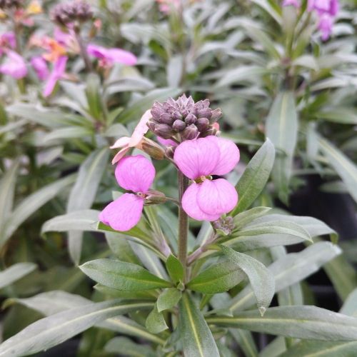 Giroflée Erysimum Poem Lavender