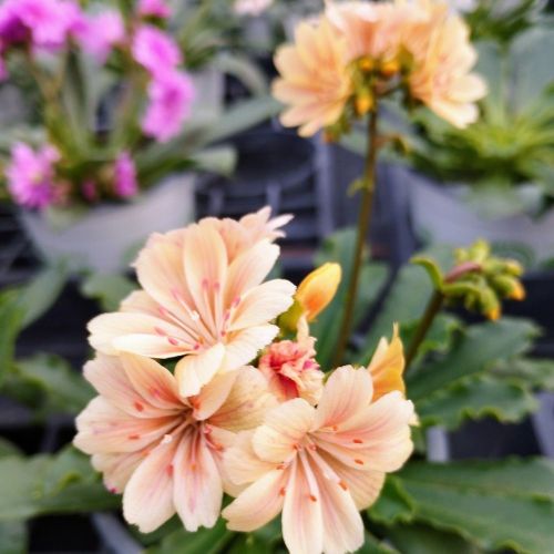 Lewisia Cotyledon Elise Orange