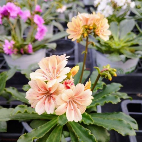 Lewisia Cotyledon Elise Orange
