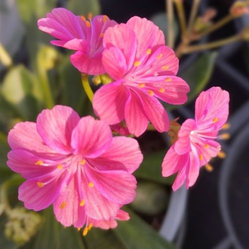 Lewisia Cotyledon Elise Rose
