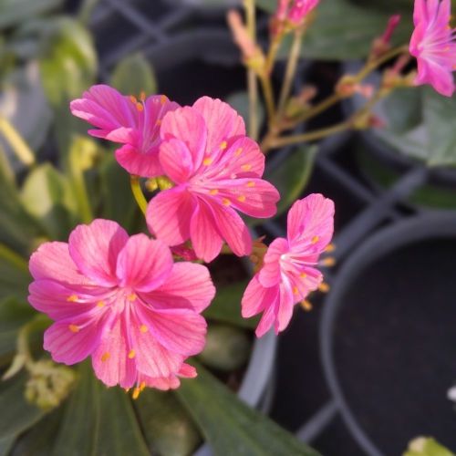 Lewisia Cotyledon Elise Rose