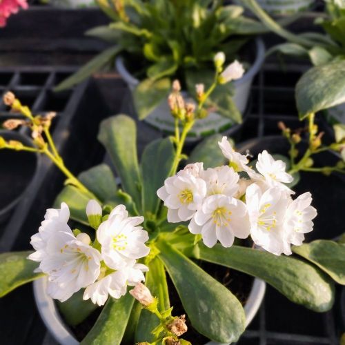 Lewisia Cotyledon Elise Blanc