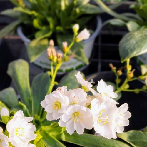 Lewisia Cotyledon Elise Blanc