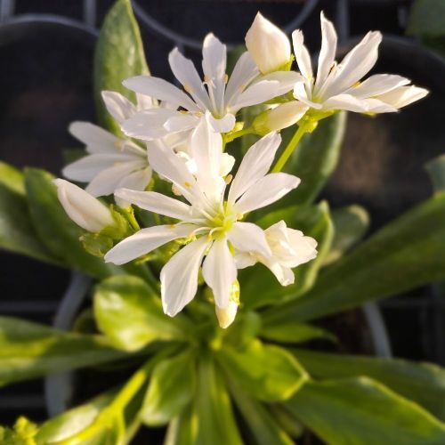 Lewisia Cotyledon Elise Blanc