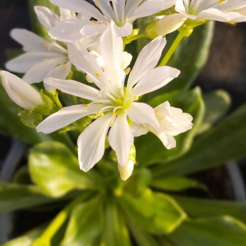 Lewisia Cotyledon Elise Blanc