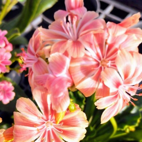Lewisia Cotyledon Elise Orange