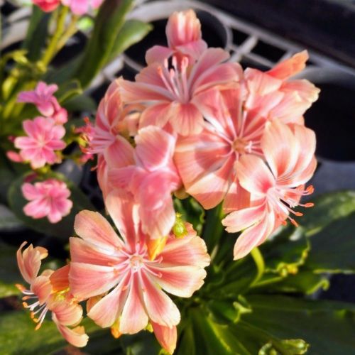 Lewisia Cotyledon Elise Orange
