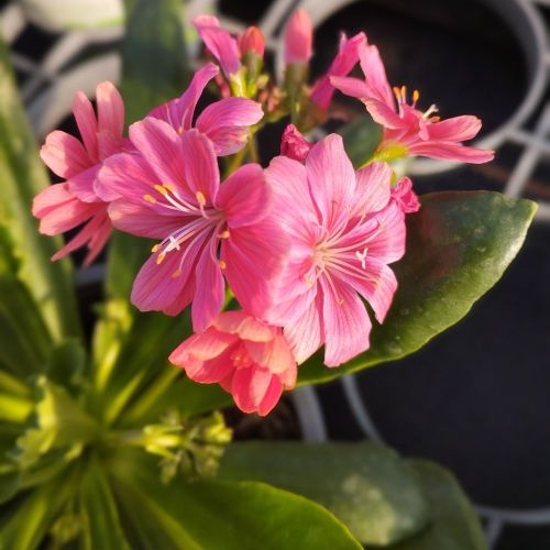 Lewisia Cotyledon Elise Rose