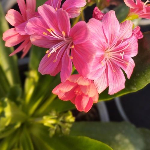 Lewisia Cotyledon Elise Rose