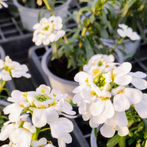 Iberis Sempervirens Snow Cone
