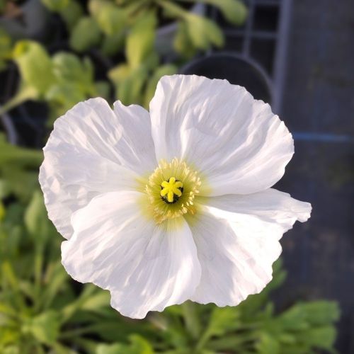 Papaver Nudicaule Blanc
