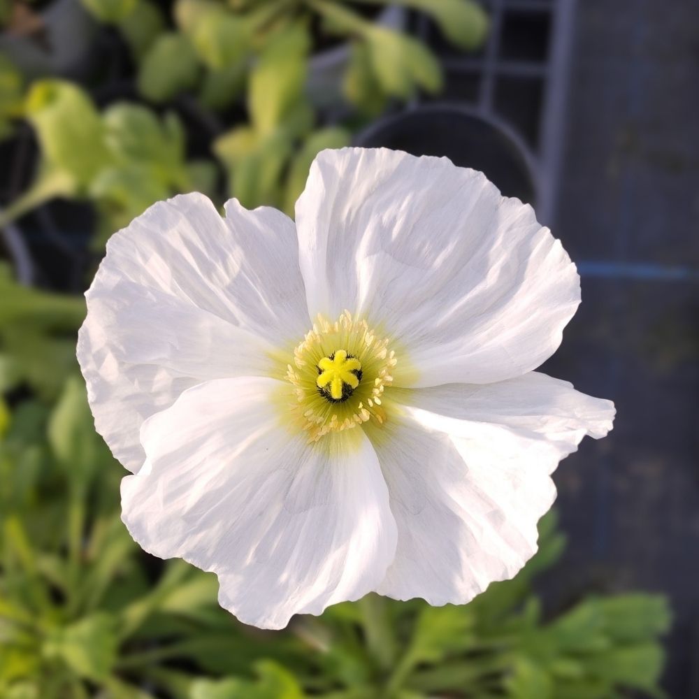 Papaver Nudicaule Blanc