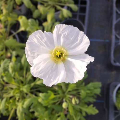 Papaver Nudicaule Blanc